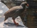 Red-billed Frankolin-0816.jpg